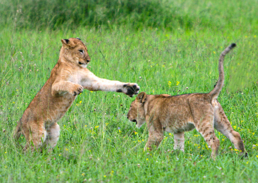 cabs_serengeti